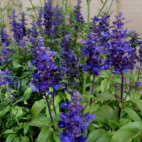 Salvia farinacea Blue - Flower Seeds