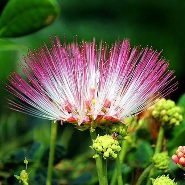 Samanea Saman, Albizia saman, Rain Tree - 0.5 kg Seeds