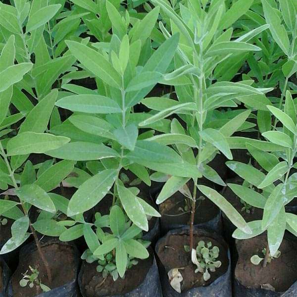 Sandal Wood White, Chandan White - 0.5 kg Seeds