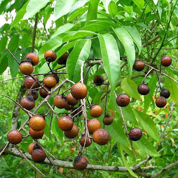Sapindus Marginatus, Soap Nut - 0.5 kg Seeds