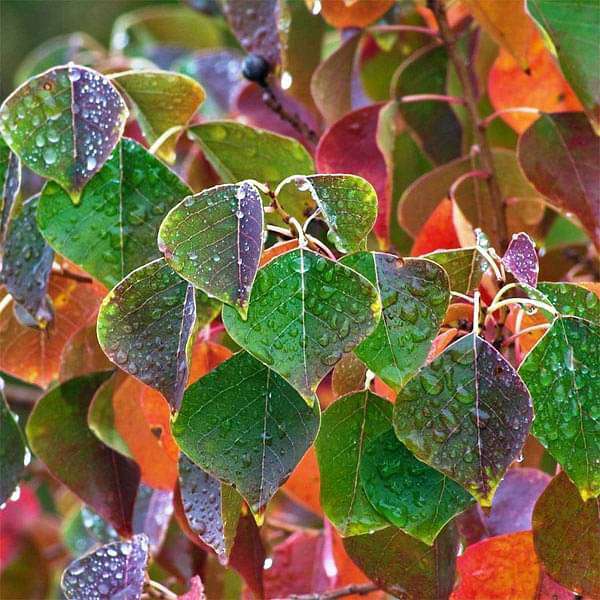 Sapium Sebiferum, Chicken Tree - 0.5 kg Seeds