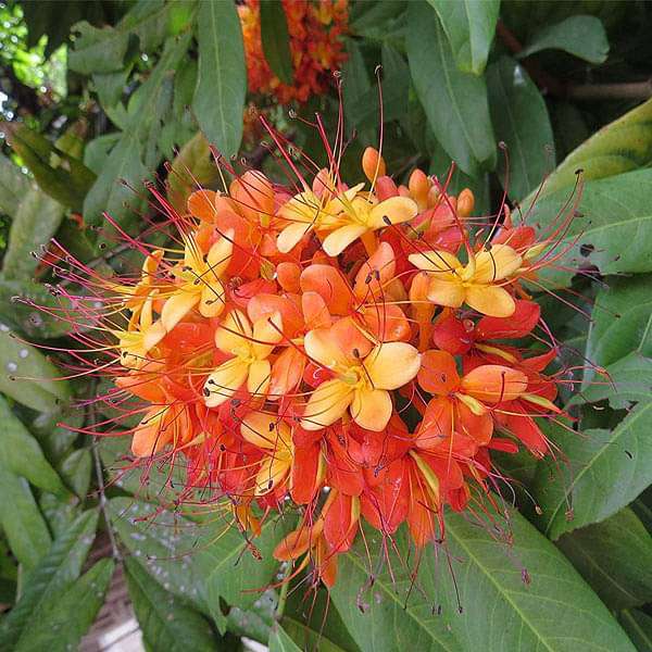 Saraca Asoca, Sita Ashok, Ashoka Tree - 0.5 kg Seeds
