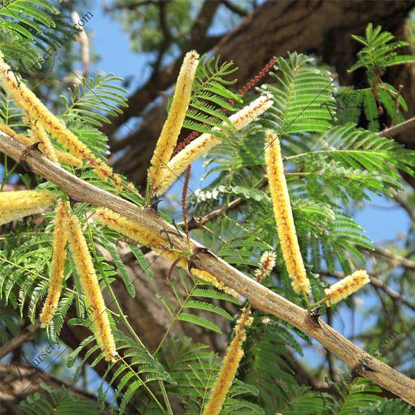 Senegalia Catechu, Khair - 0.5 kg Seeds