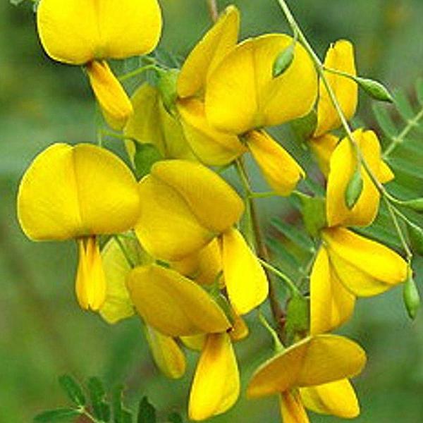Sesbania Aculeata, Danch - 0.5 kg Seeds