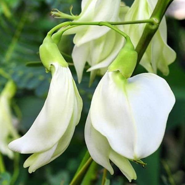 Sesbania grandiflora - 10" Pot