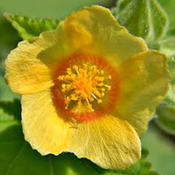 Sida Cordifolia - 0.5 kg Seeds