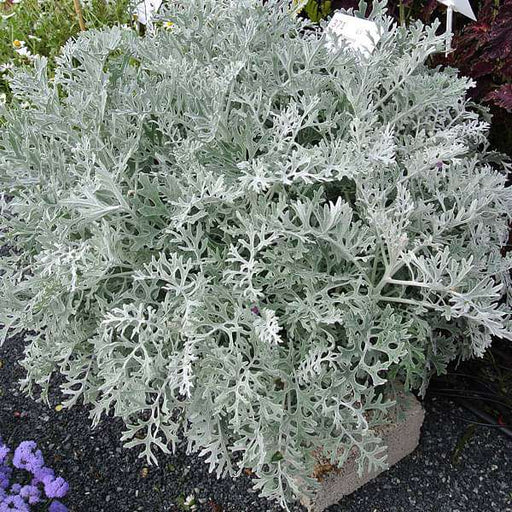 Silver Dust - 10" Grow bag