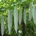 Snake Gourd Chichinda - Vegetable Seeds