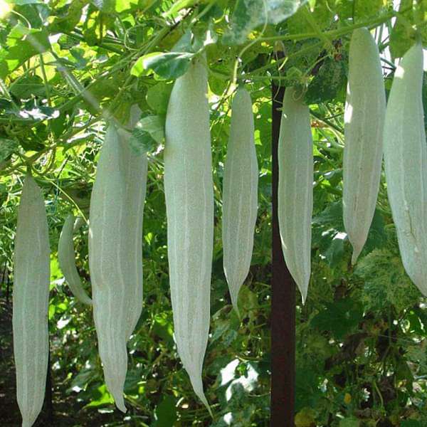 Snake Gourd Chichinda - Vegetable Seeds
