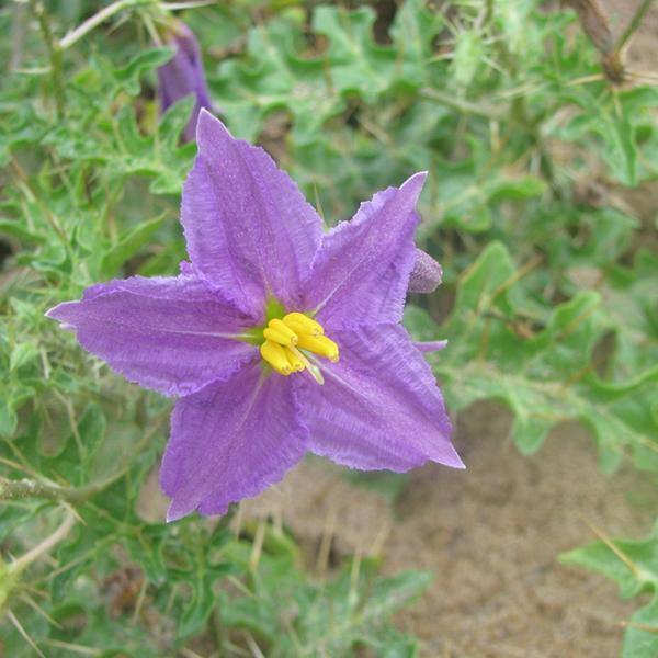 Solanum Xanthocarpum, Thai Green Eggplant - 0.5 kg Seeds
