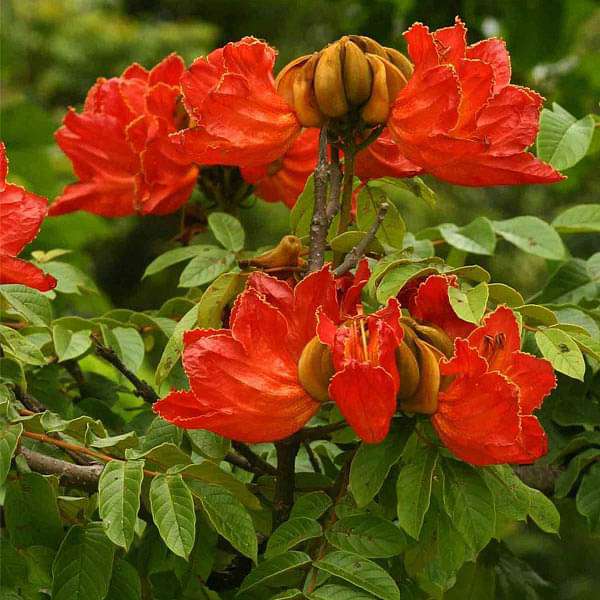 Spathodea Campanulata, African Tuliptree - 0.5 kg Seeds
