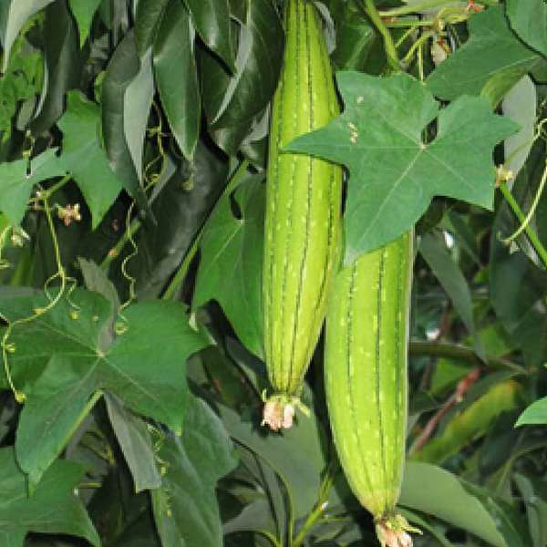 Sponge Gourd F1 White Long - Vegetable Seeds