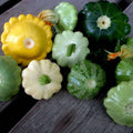 Squash Pattison Pan - Vegetable Seeds