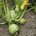 Squash Summer Chappan Kadu F1 - Vegetable Seeds