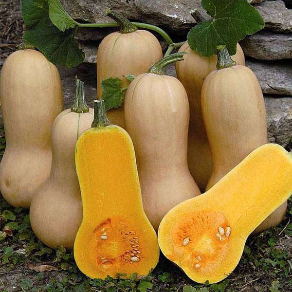 Squash Walthum Butternut (Bell Shape) - Vegetable Seeds