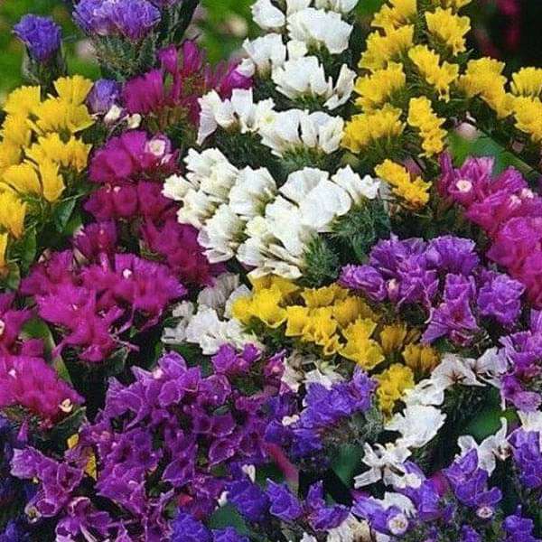 Statice Pacific Mixed Color - Flower Seeds