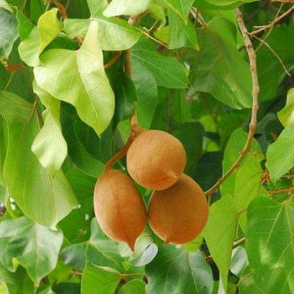 Sterculia Alata, Buddha Coconut - 0.5 kg Seeds