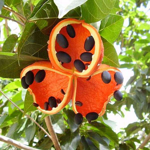 Sterculia Foetida, Jungli Badam - 0.5 kg Seeds