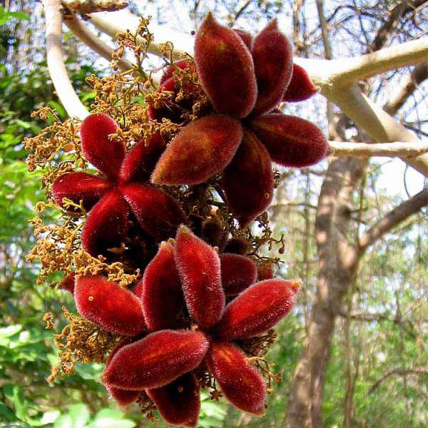 Sterculia Urens, Indian Gum - 0.5 kg Seeds
