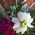 Stock, Matthiola incana Double Mixed Color - Flower Seeds