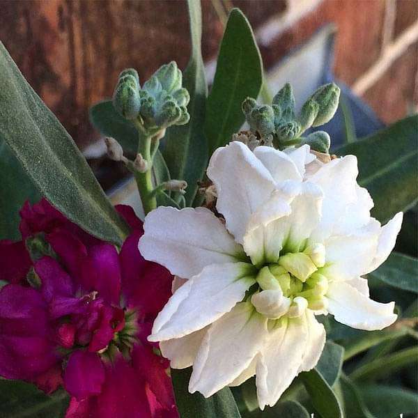 Stock, Matthiola incana Double Mixed Color - Flower Seeds