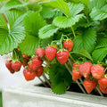 Strawberry - Fruit Seeds