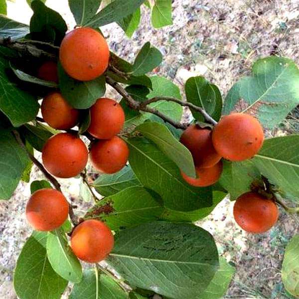 Strychnos Nux-Vomica - 0.5 kg Seeds