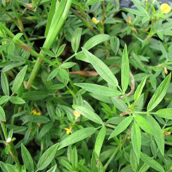 Stylosanthes Hamata Grass - 0.5 kg Seeds