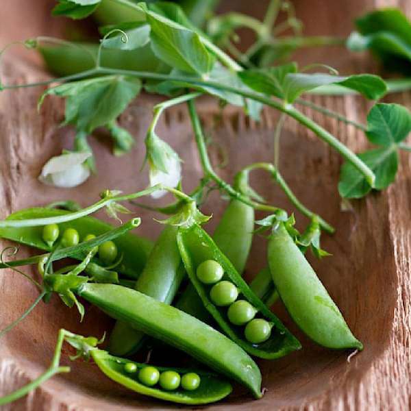Sugar Pea, Snow Pea - Vegetable Seeds