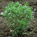 Savory Summer - Herb Seeds