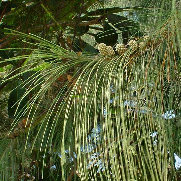 Suru Tree, Australian pine - 0.5 kg Seeds