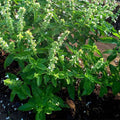 Sweet Basil Bon Classic - Herb Seeds