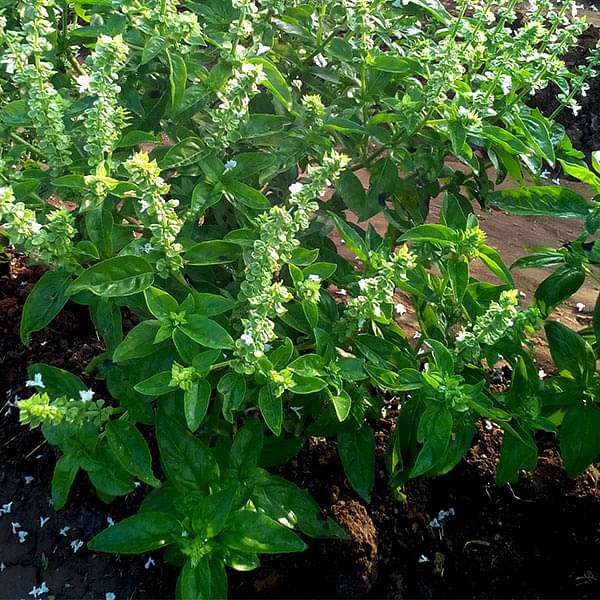 Sweet Basil Bon Classic - Herb Seeds