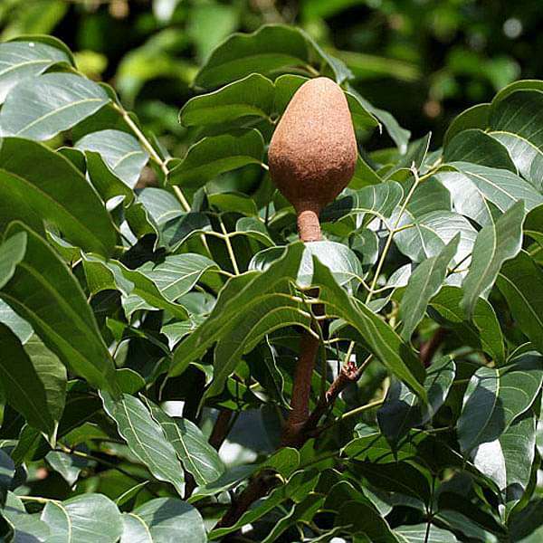 Swietenia Macrophylla, Big Leaf Mahogany - 0.5 kg Seeds