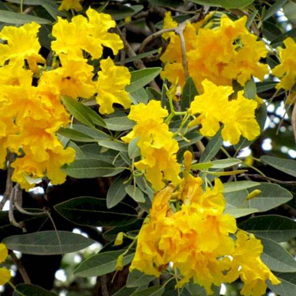 Tabebuia argentea, Tecoma argentea - 0.5 kg Seeds