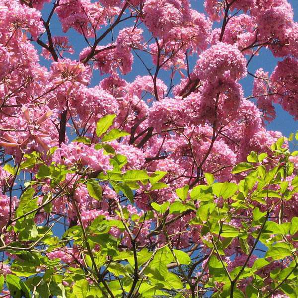 Tabebuia Avellanedae, Pink Trumpet - 0.5 kg Seeds