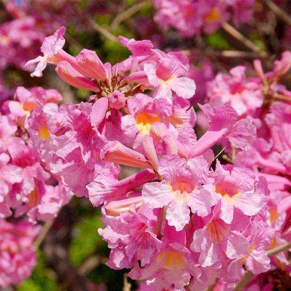 Tabebuia Rosea, Savannah Oak - 0.5 kg Seeds