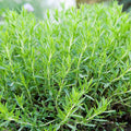 Tarragon - Herb Seeds
