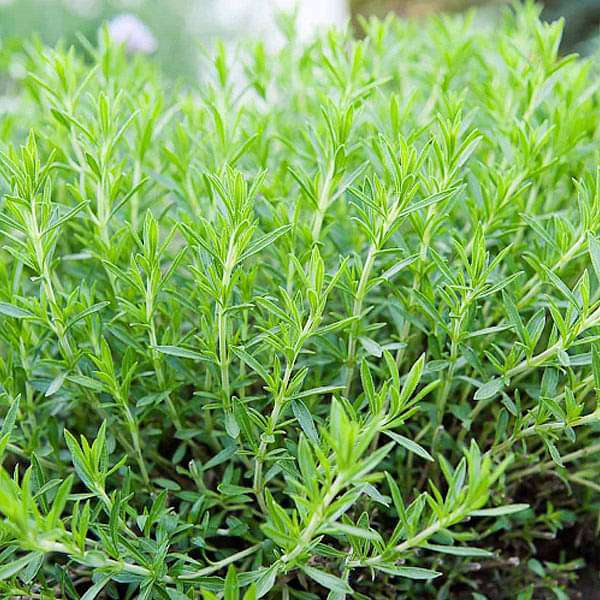 Tarragon - Herb Seeds