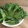 Tatsoi, Spinach Mustard Green - Vegetable Seeds