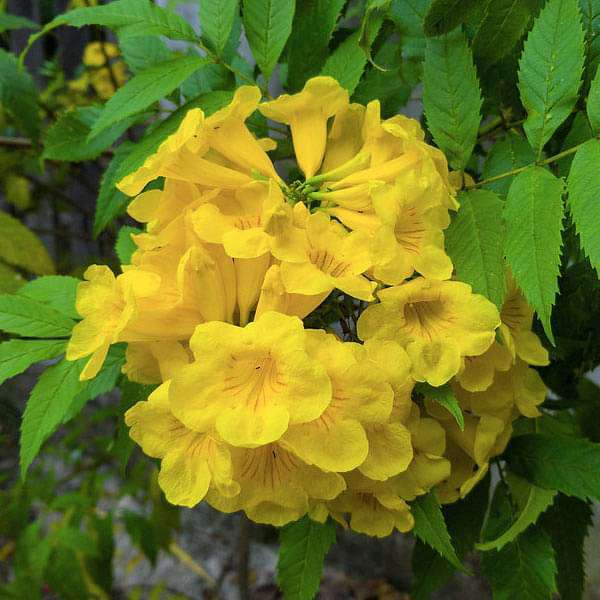 Yellow Bells Yellow - 10" Grow bag