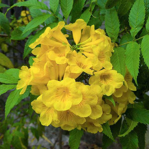 Yellow Bells Yellow - 10" Grow bag