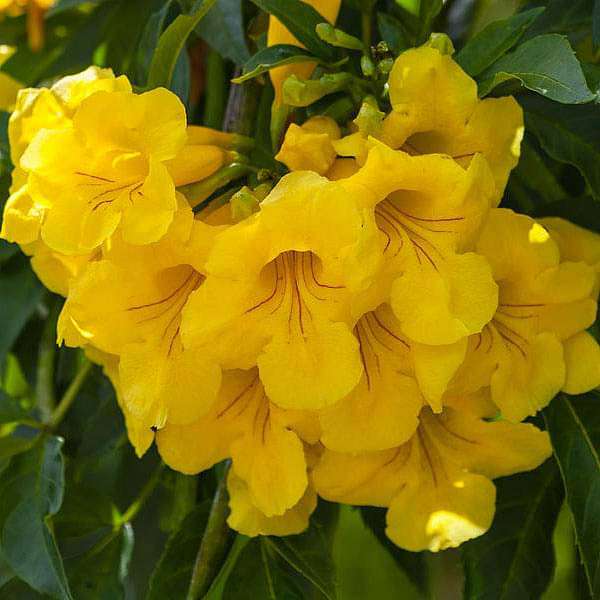 Tecoma, Trumpet Flower - 0.5 kg Seeds