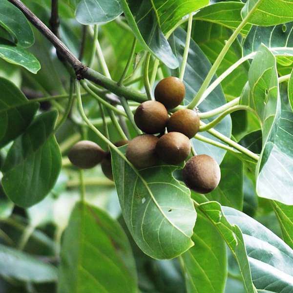 Terminalia Belerica, Bahera - 0.5 kg Seeds