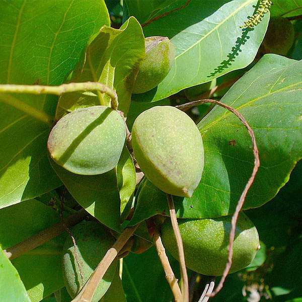 Indian Almond - 6" Grow bag
