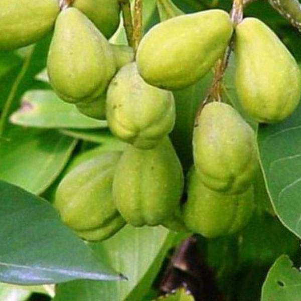 Terminalia Chebula, Harad, Hirada - 0.5 kg Seeds