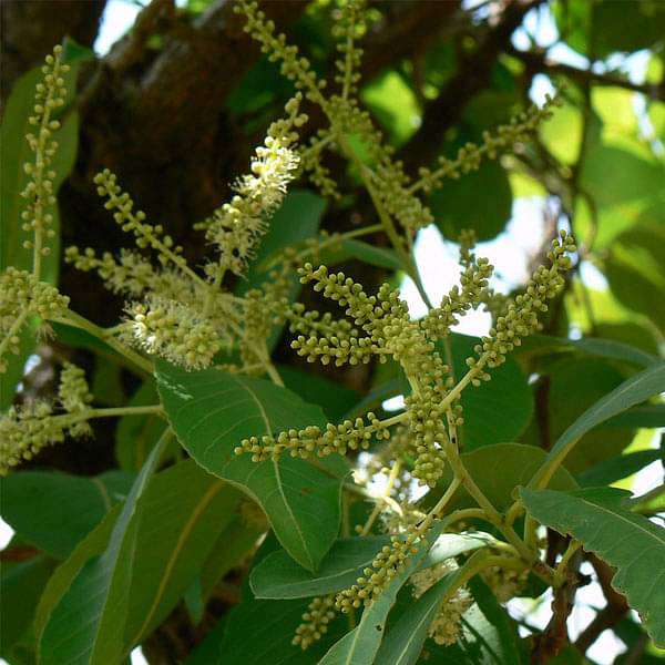 Terminalia Tomentosa, Asan - 0.5 kg Seeds