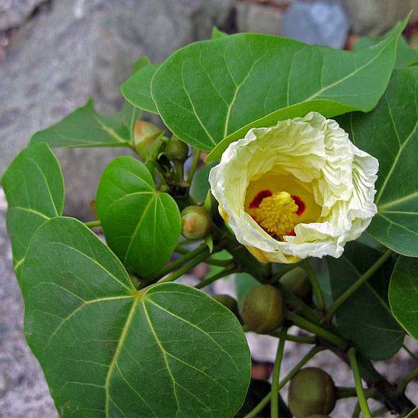 Thespesia Populnea, Portia Tree - 0.5 kg Seeds