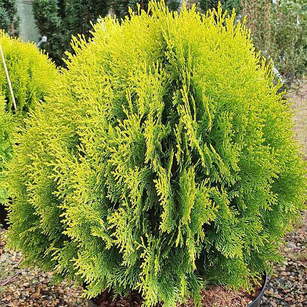 Thuja Compacta - 0.5 kg Seeds