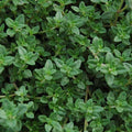 Thyme, Thymus vulgaris - Herb Seeds